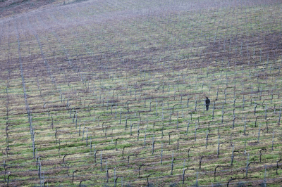 Viñedo vino blanco afrutado Rías Baixas. Albariño.