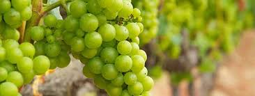 uva vino blanco afrutado Chardonnay.