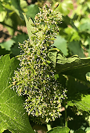 uva blanca verdejo racimo floreciendo. Denominación de Origen Rueda.