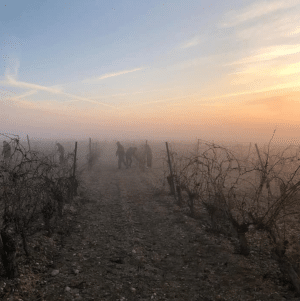 vino blanco afrutado verdejo