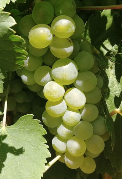 Vino blanco afrutado verdejo. D.O. Rueda