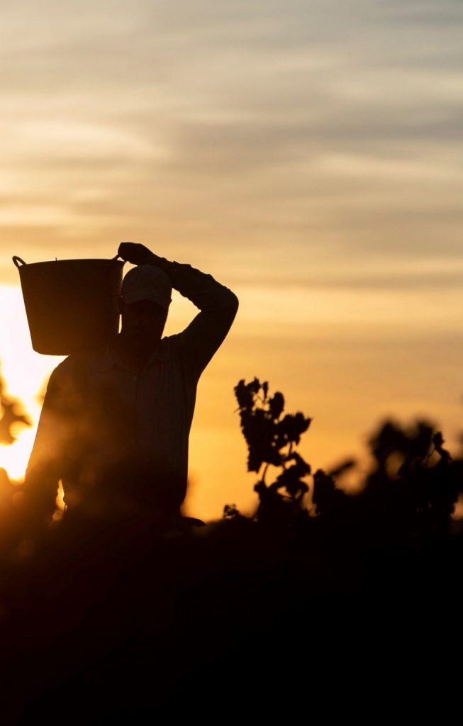 bodega cuatro rayas vendimia
