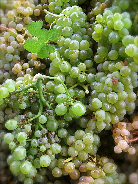 Treixadura o ribeiro