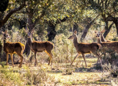 Bodega Barcolobo fauna