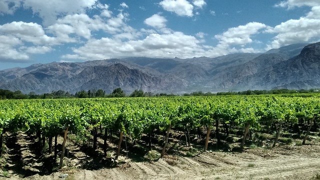 uva vino argentina