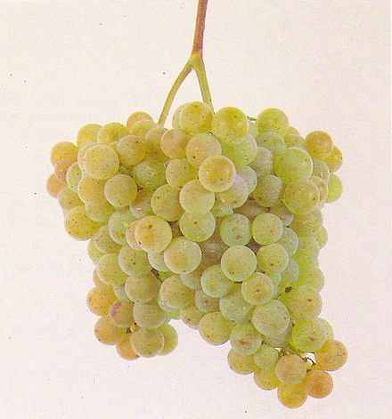 caíño blanco ribeiro