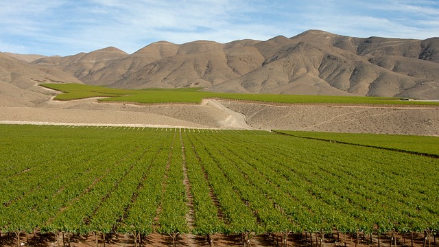 uva viñedo chile