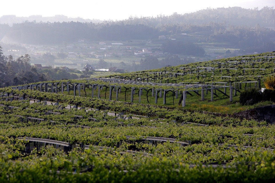viñedos bodega granbazán
