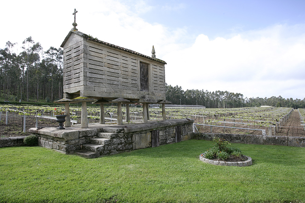 Bodegas Granbazán viñedo