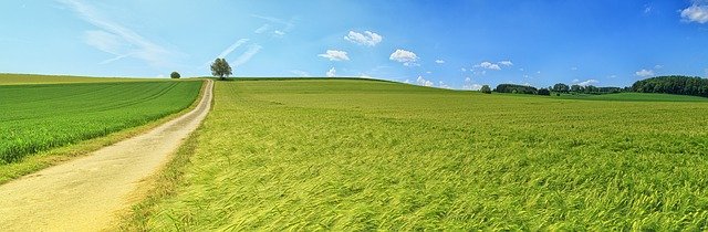 campo vides uva vino frizzante