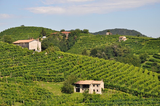vides vino frizzante italia